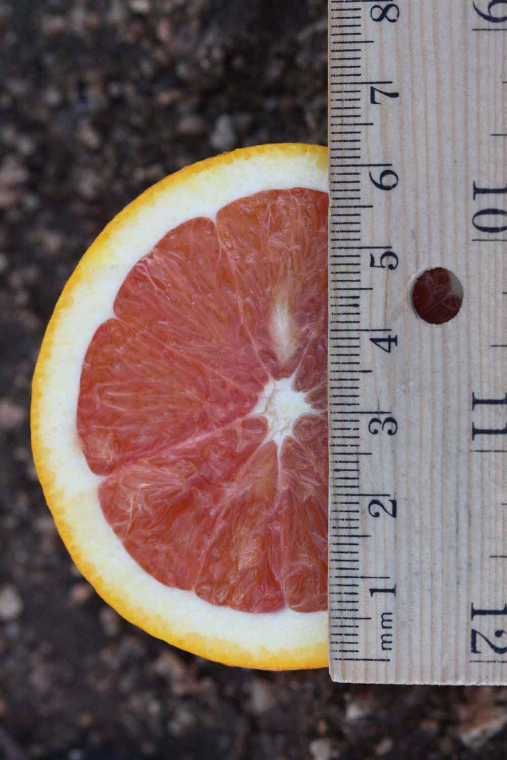              Fruit cross-section (Riverside, CA)       